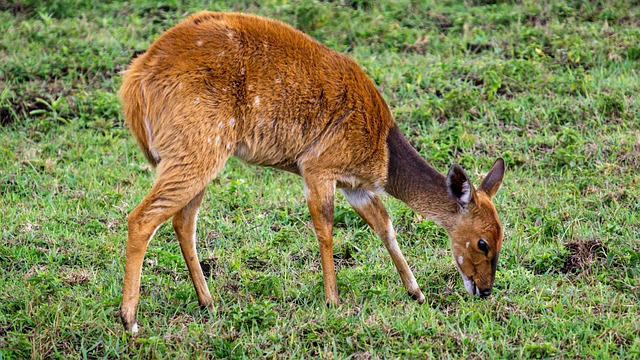 Black Rhino in Mkomazi Park
